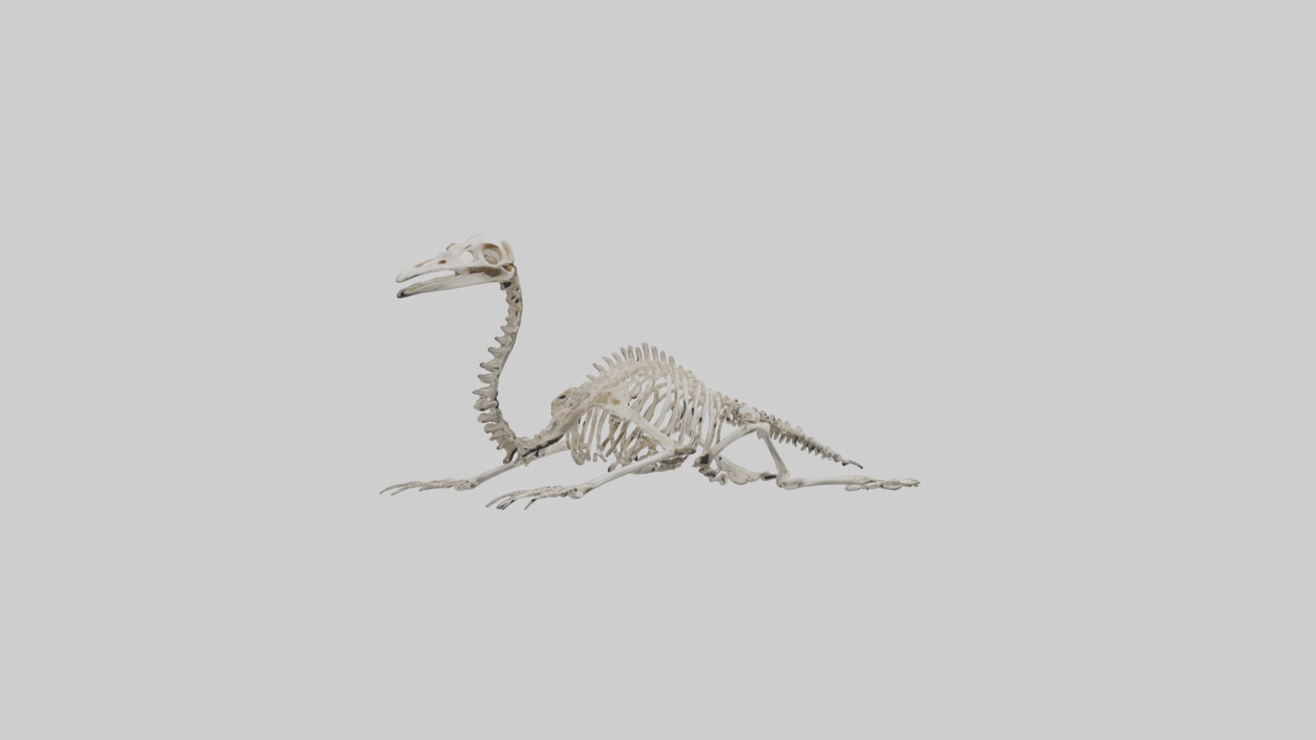 Lying Skeleton Alpaca 1 Low-poly 3D model_18