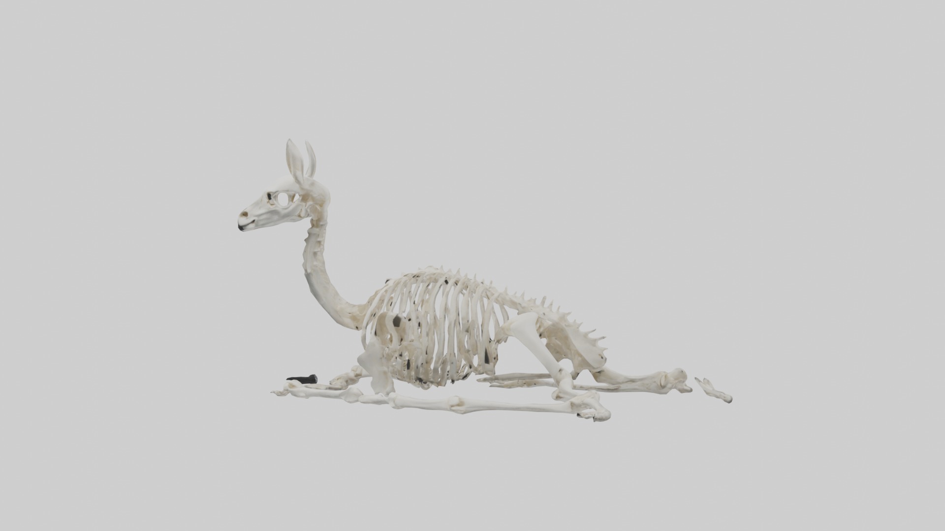 Lying Skeleton Alpaca 1 Low-poly 3D model_4