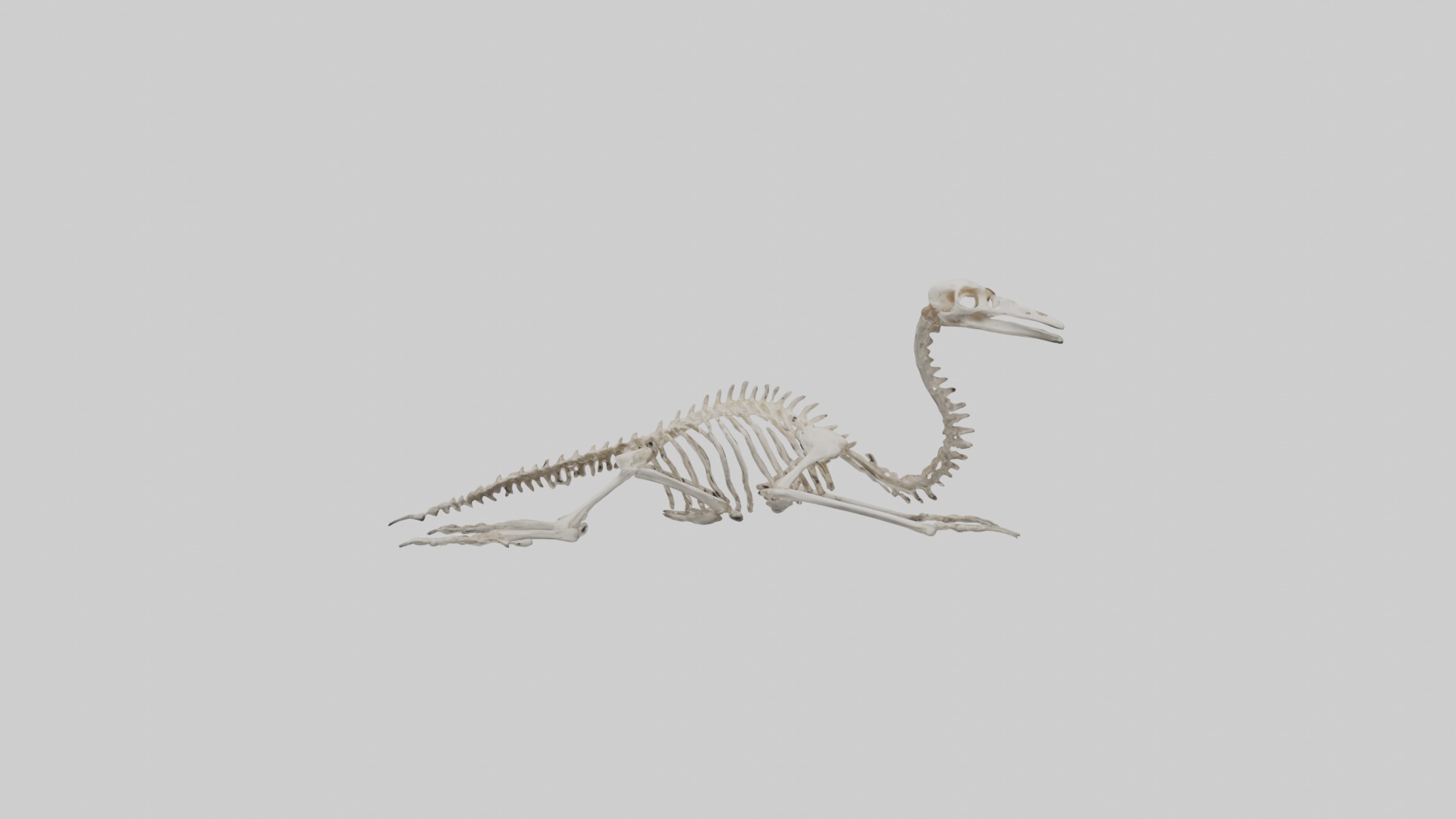 Lying Skeleton Alpaca 1 Low-poly 3D model_13