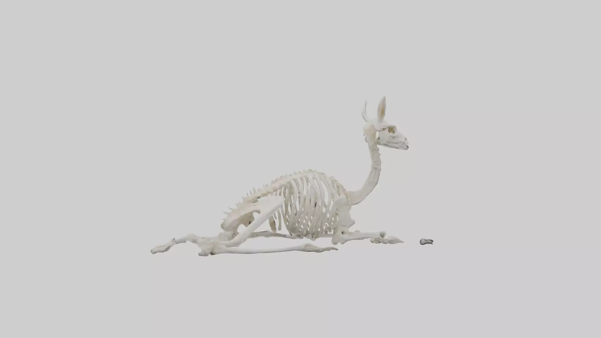 Lying Skeleton Alpaca 1 Low-poly 3D model_0