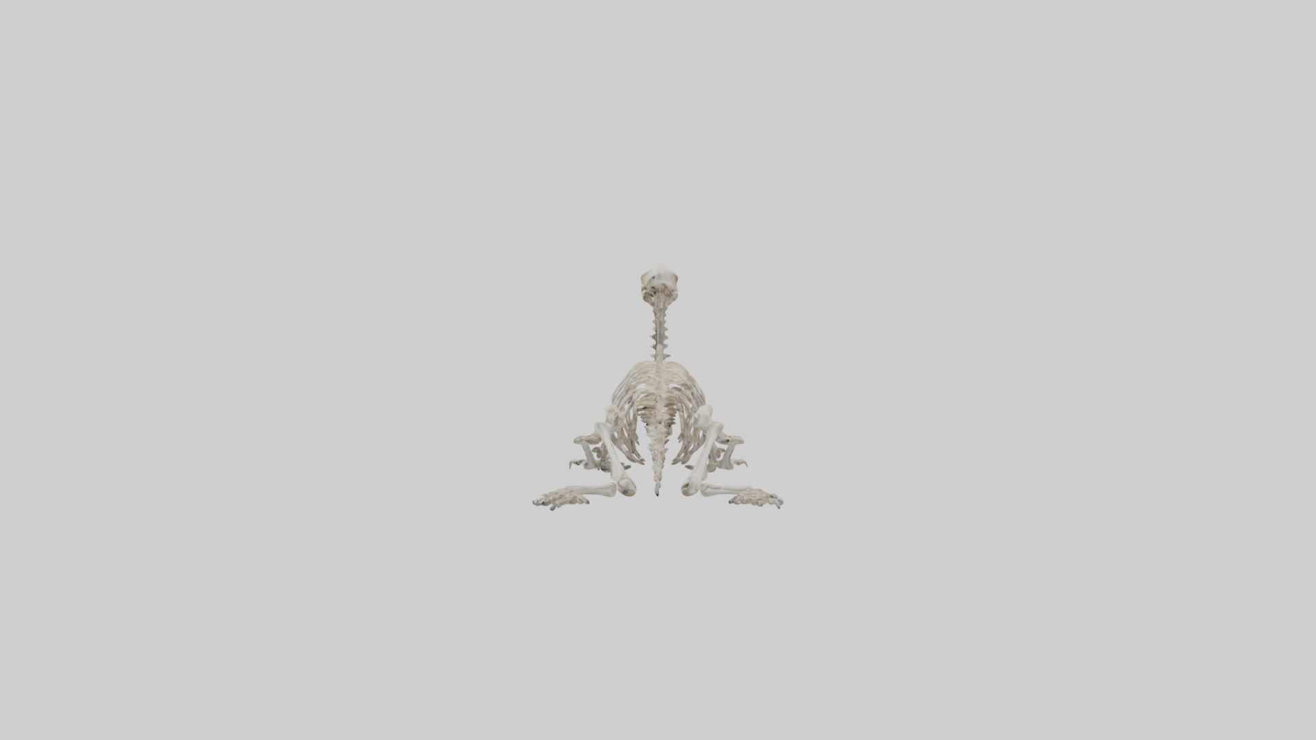 Lying Skeleton Alpaca 1 Low-poly 3D model_19
