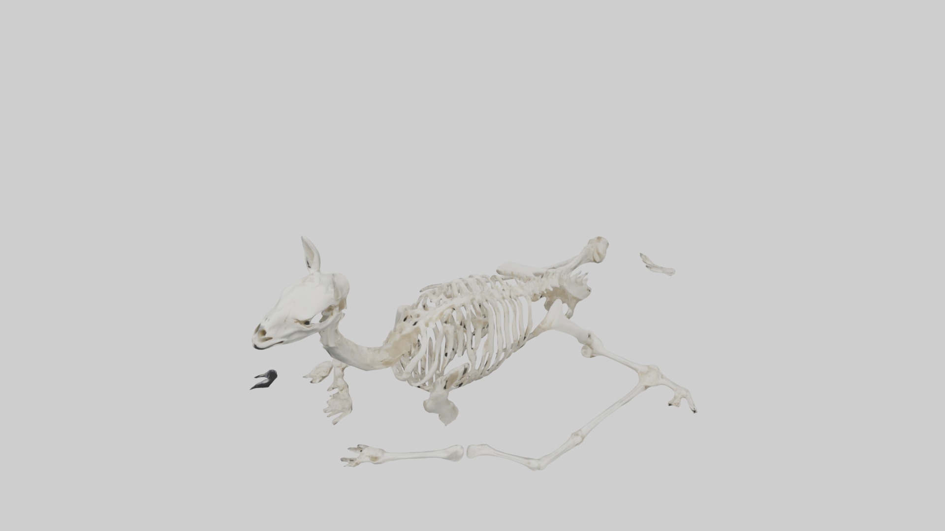 Lying Skeleton Alpaca 1 Low-poly 3D model_10