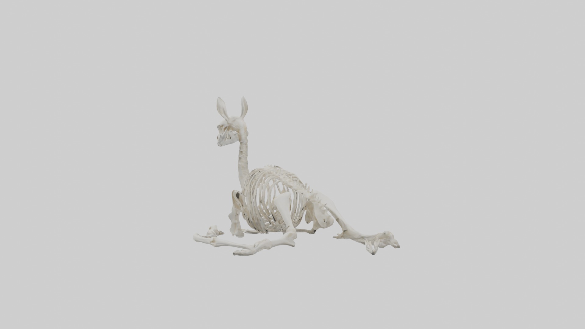 Lying Skeleton Alpaca 1 Low-poly 3D model_6