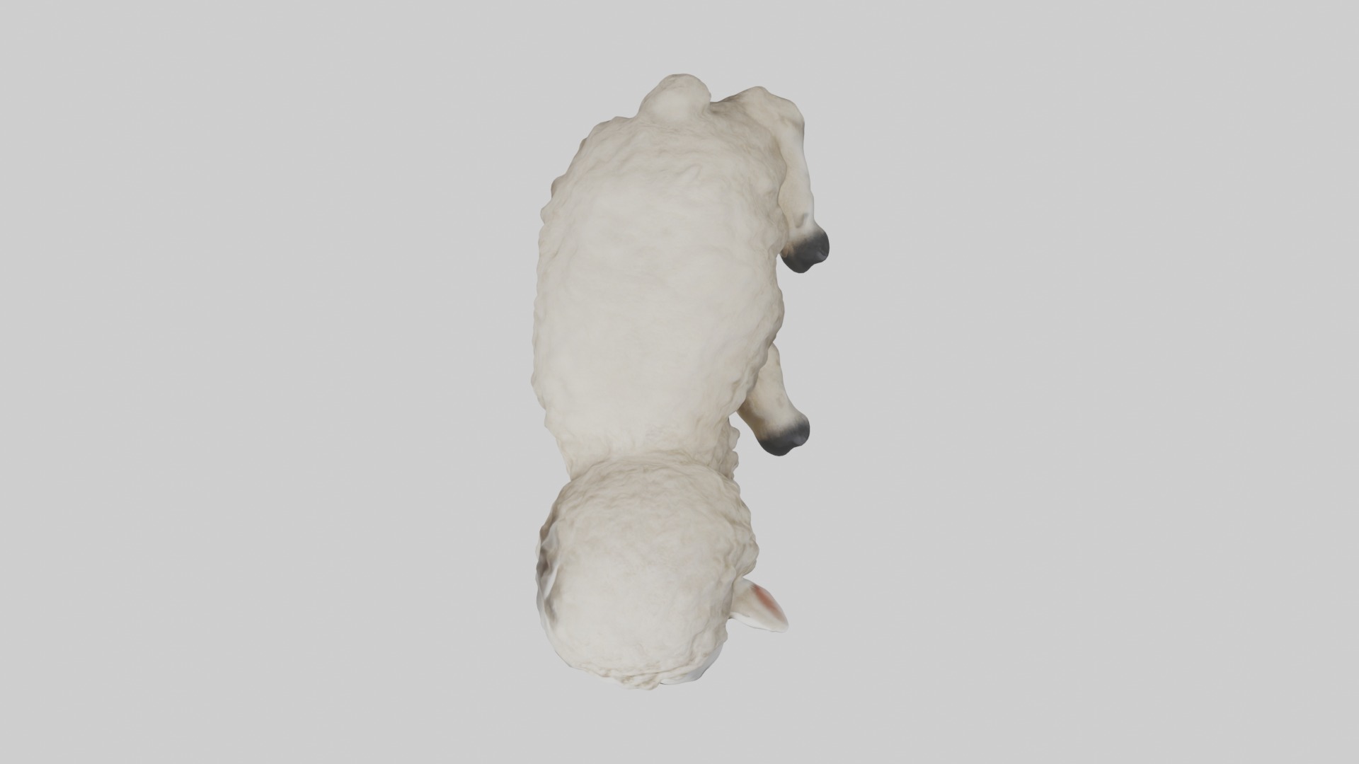 Lying Sheep Model 1 Low-poly 3D model_8