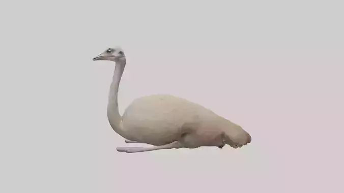 Lying Ostrich Model 1