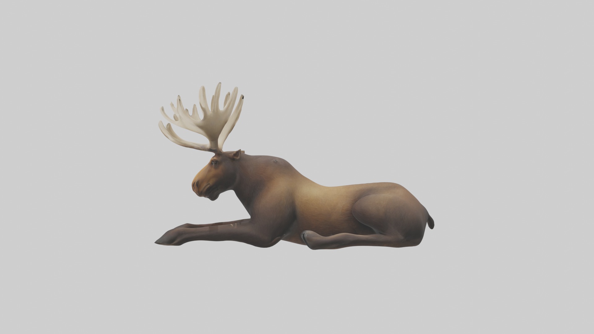 Lying Moose Model 1 Low-poly 3D model_6