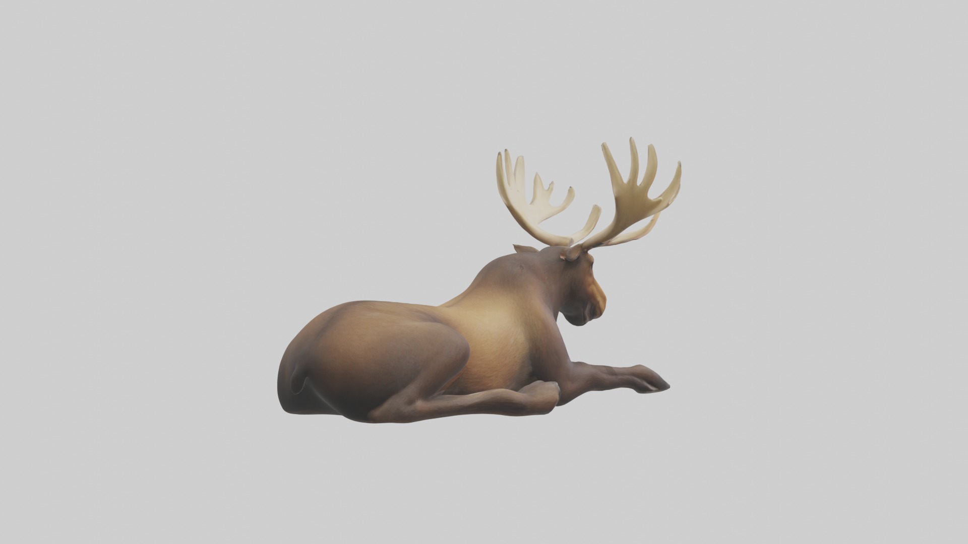 Lying Moose Model 1 Low-poly 3D model_3