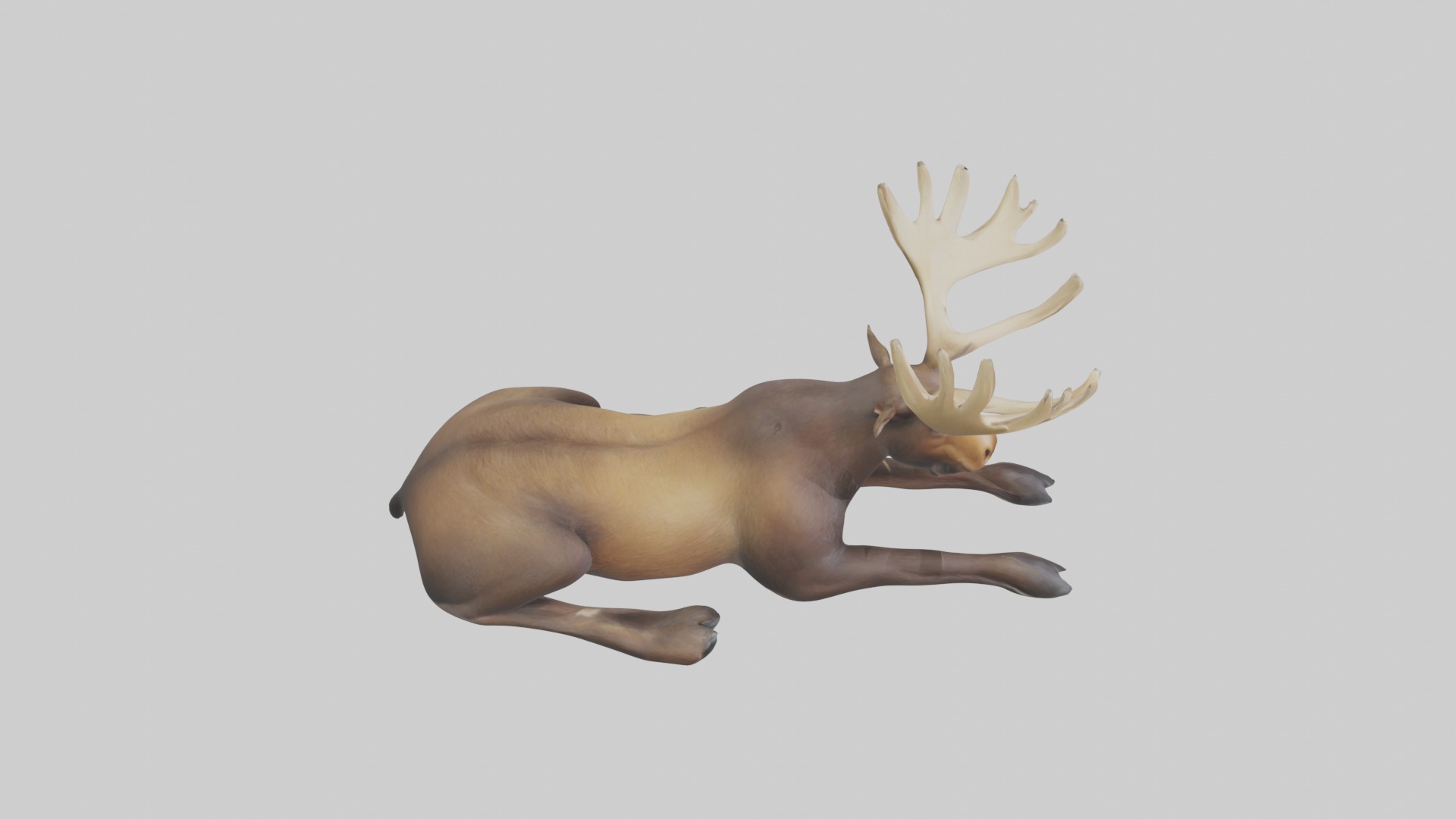 Lying Moose Model 1 Low-poly 3D model_12