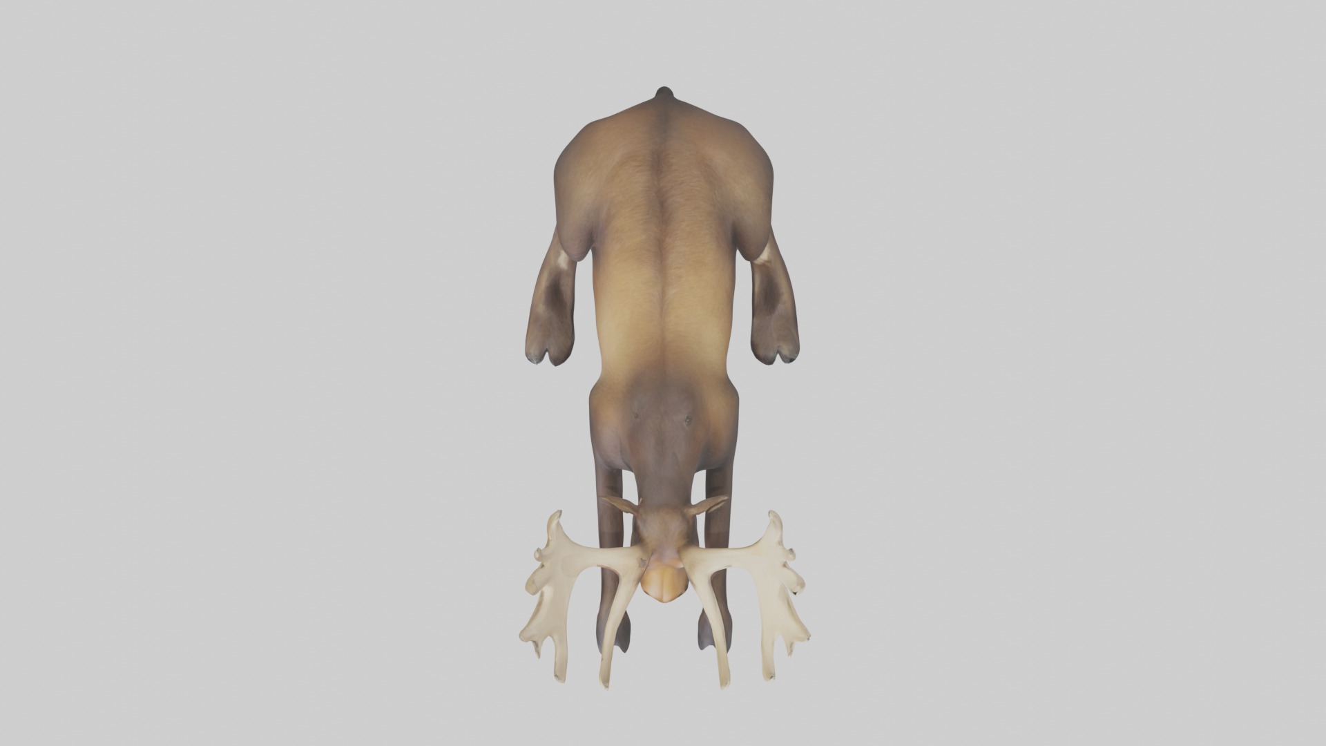 Lying Moose Model 1 Low-poly 3D model_8