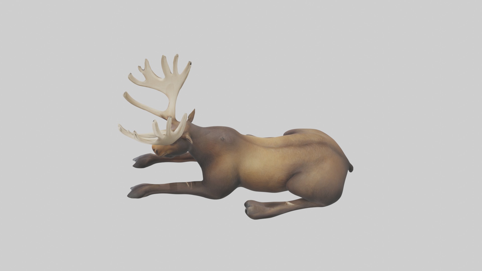 Lying Moose Model 1 Low-poly 3D model_11
