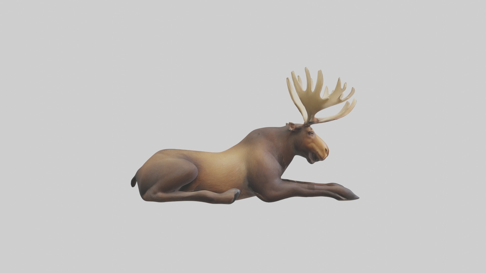 Lying Moose Model 1 Low-poly 3D model_7