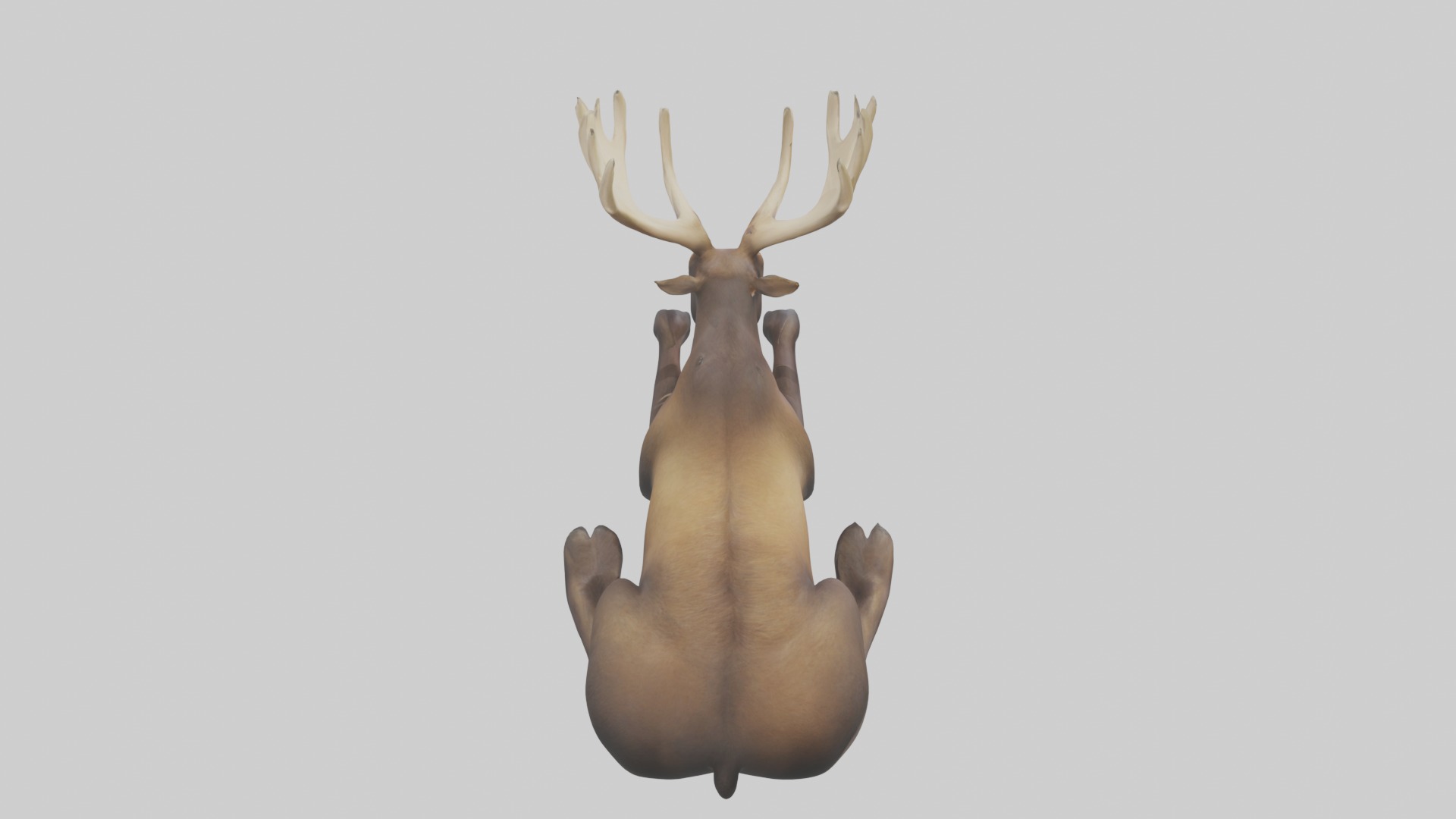 Lying Moose Model 1 Low-poly 3D model_9