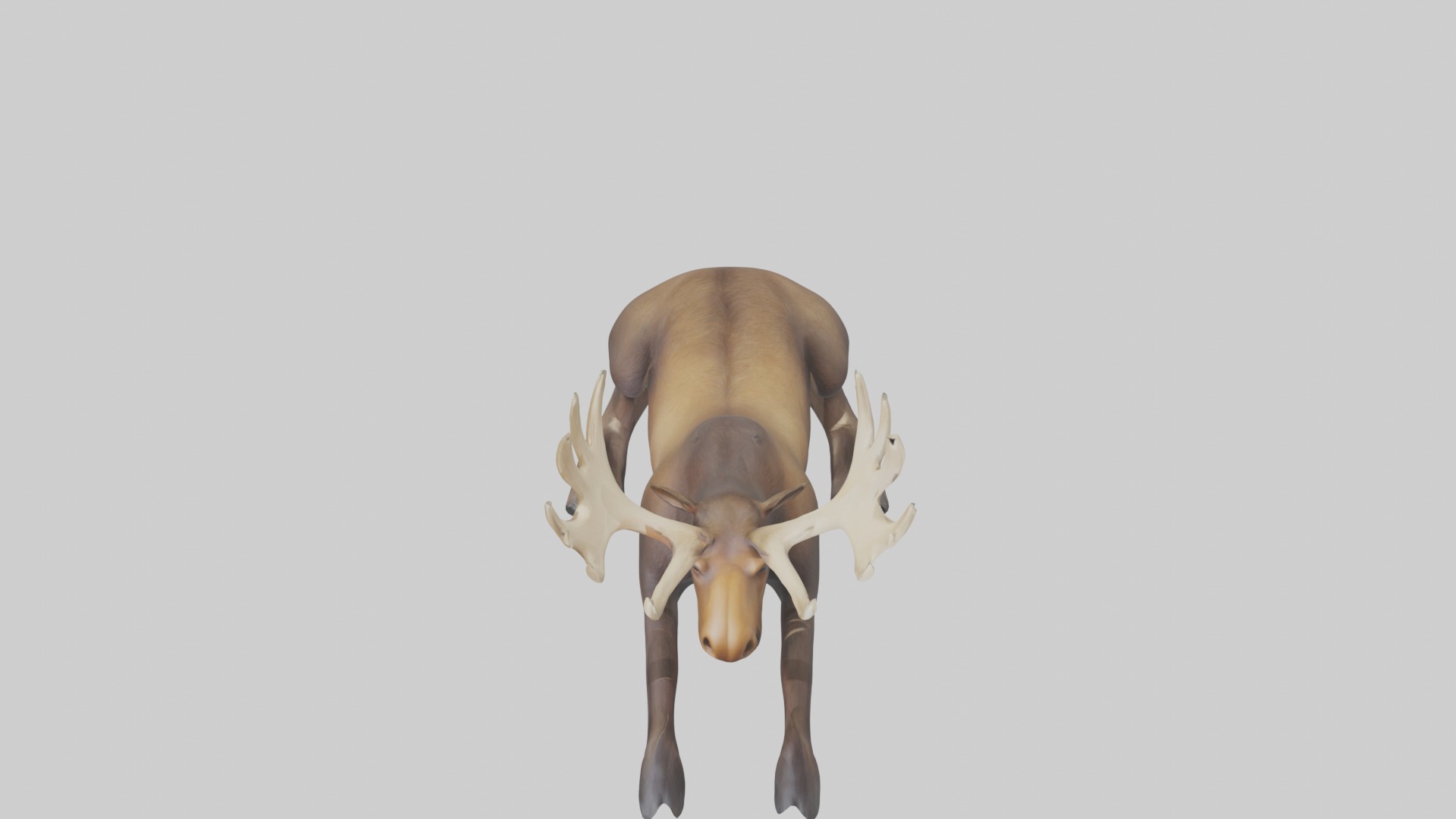Lying Moose Model 1 Low-poly 3D model_10