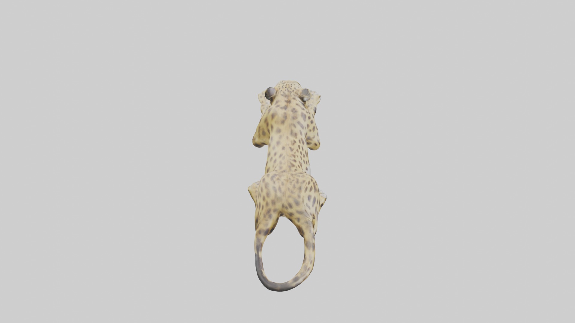 Lying Leopard Model 1 Low-poly 3D model_12