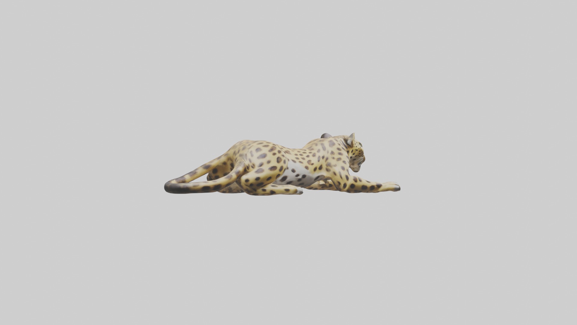 Lying Leopard Model 1 Low-poly 3D model_5