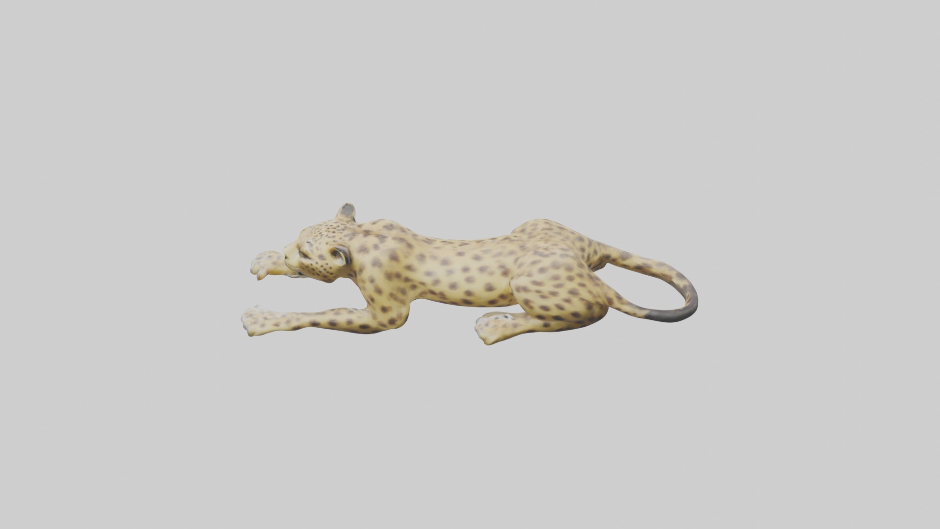 Lying Leopard Model 1 Low-poly 3D model_9