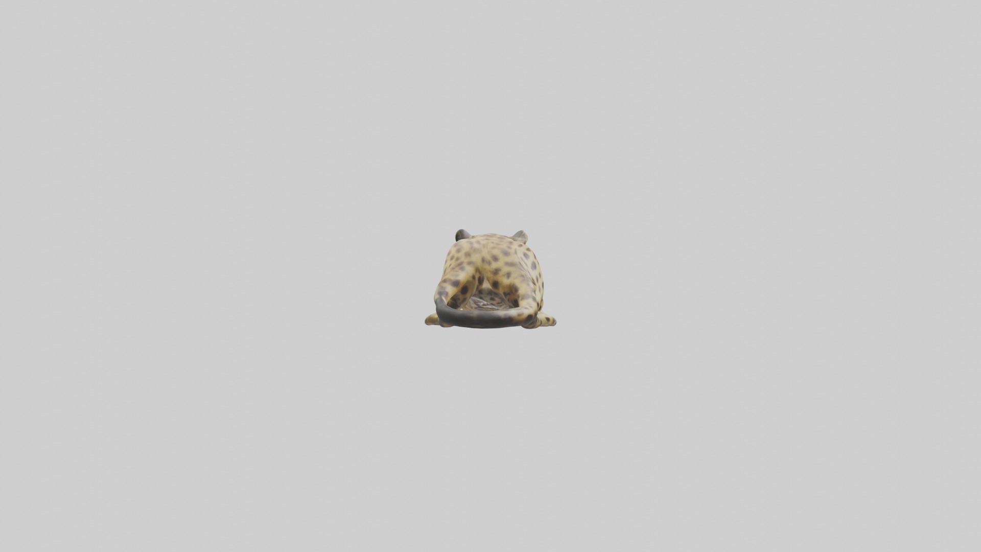 Lying Leopard Model 1 Low-poly 3D model_7