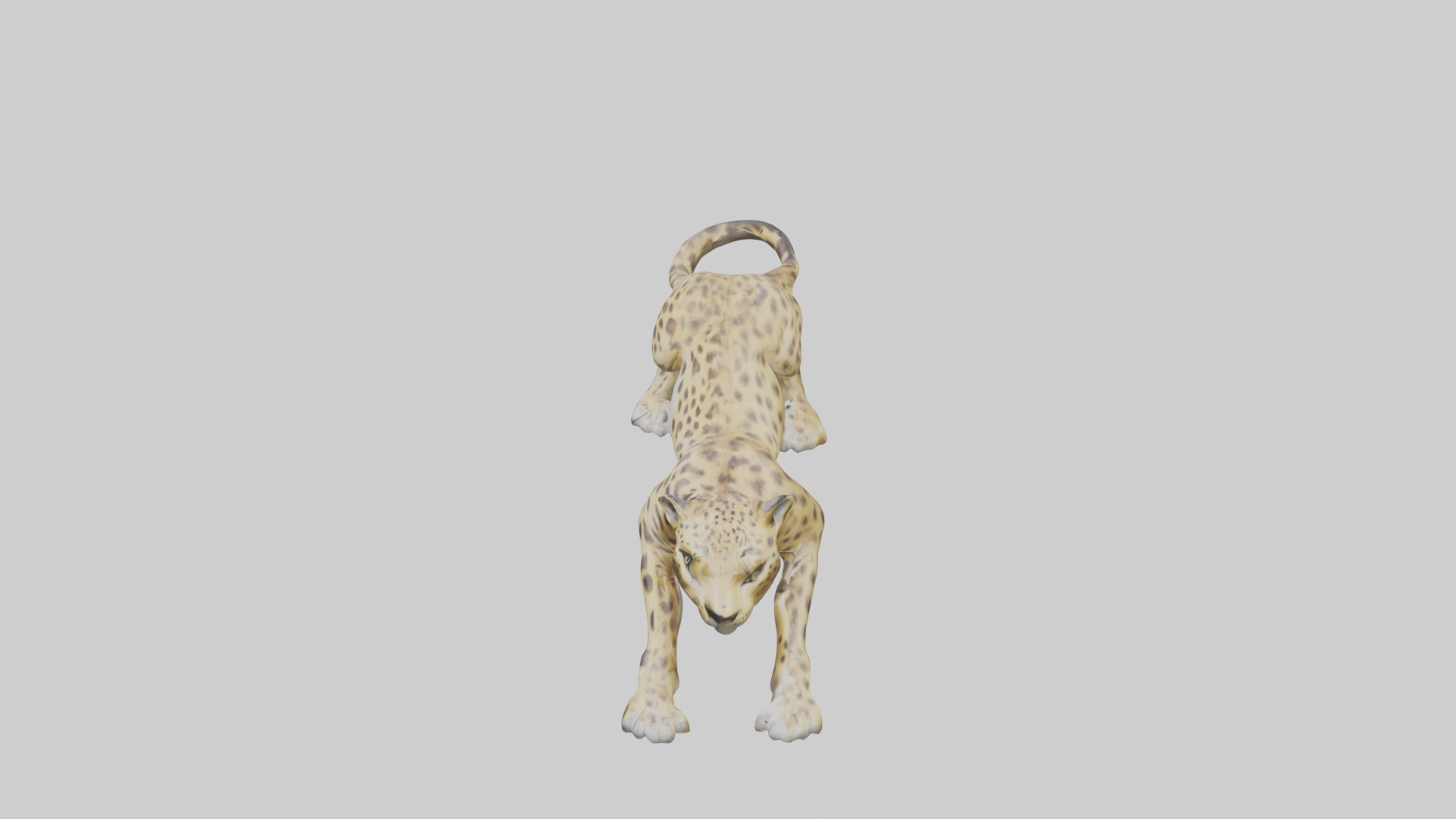 Lying Leopard Model 1 Low-poly 3D model_11