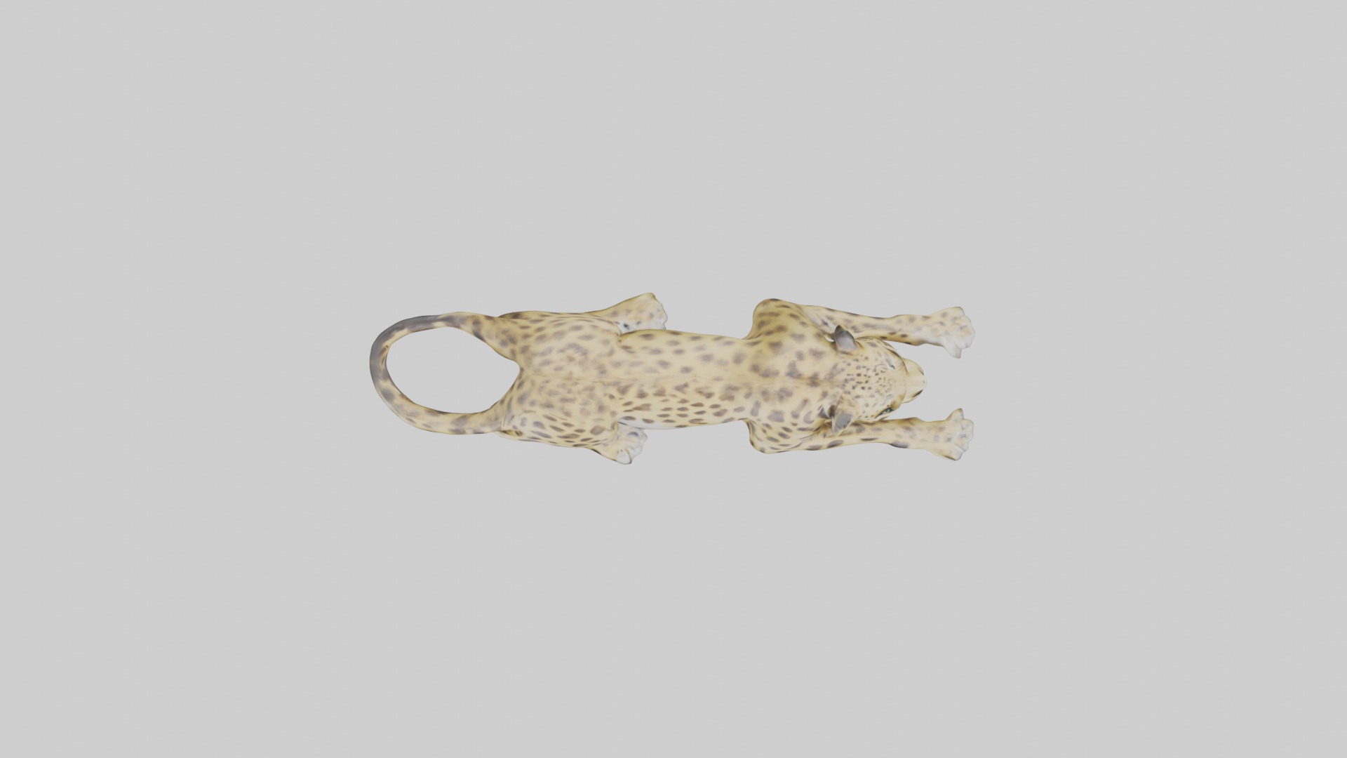 Lying Leopard Model 1 Low-poly 3D model_8