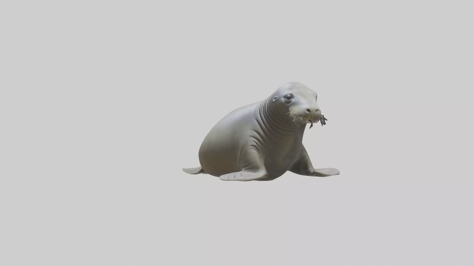 Lying Elephant Seal M 1 Low-poly 3D model_0