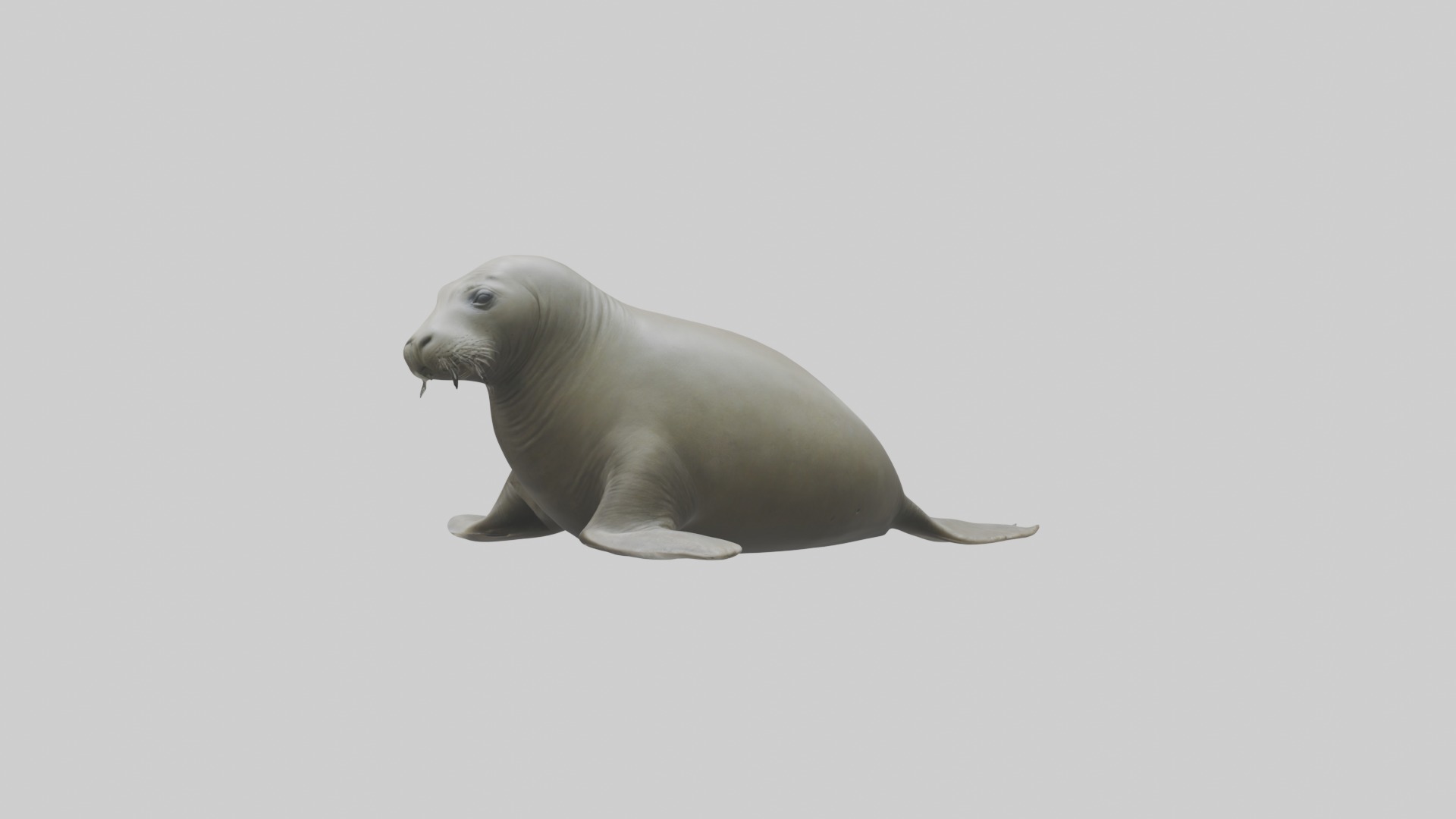 Lying Elephant Seal M 1 Low-poly 3D model_2
