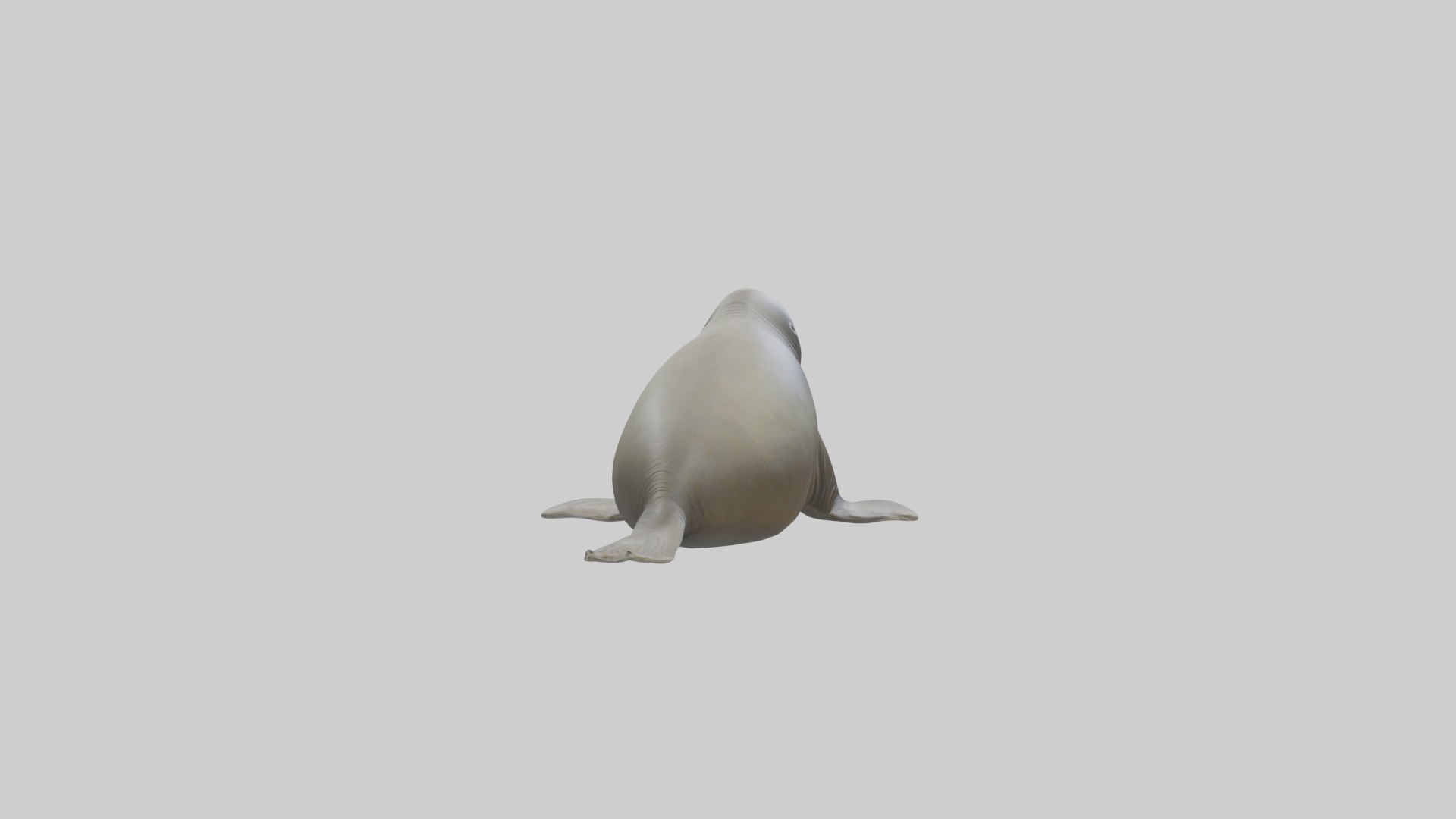 Lying Elephant Seal M 1 Low-poly 3D model_7