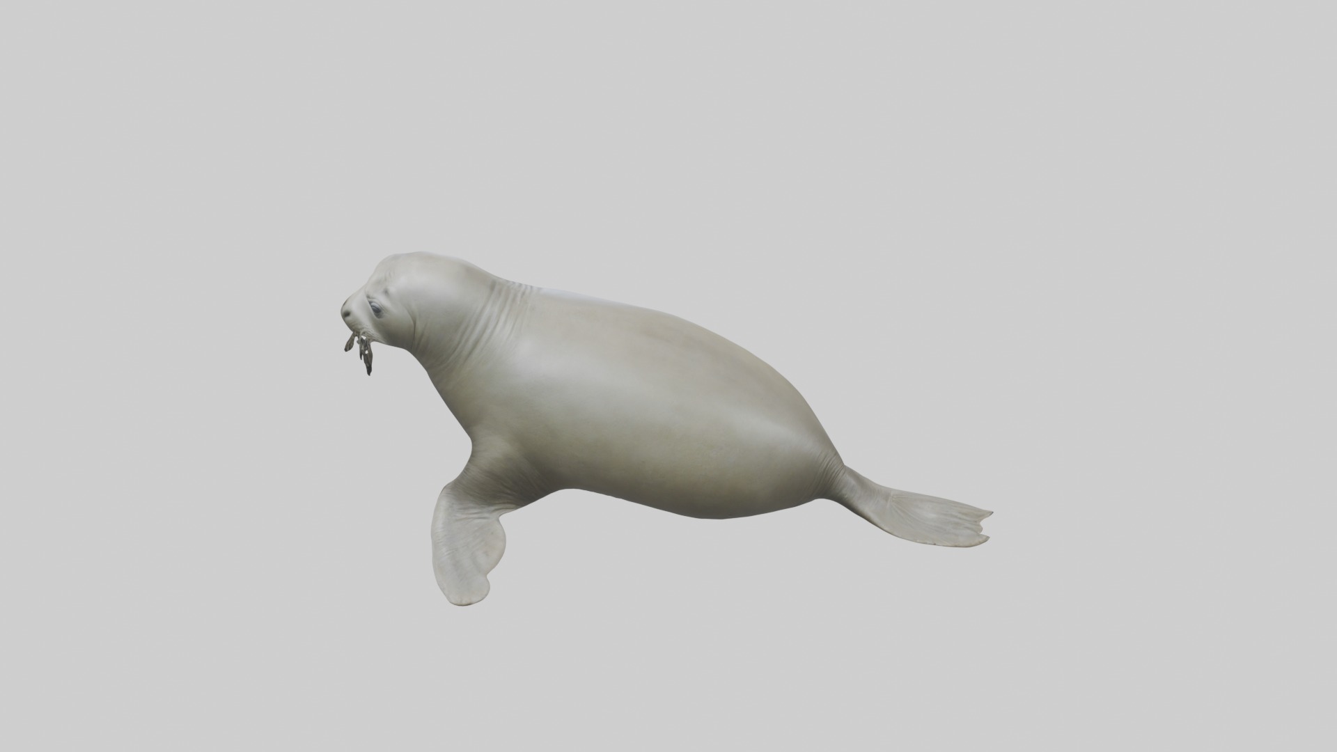 Lying Elephant Seal M 1 Low-poly 3D model_9
