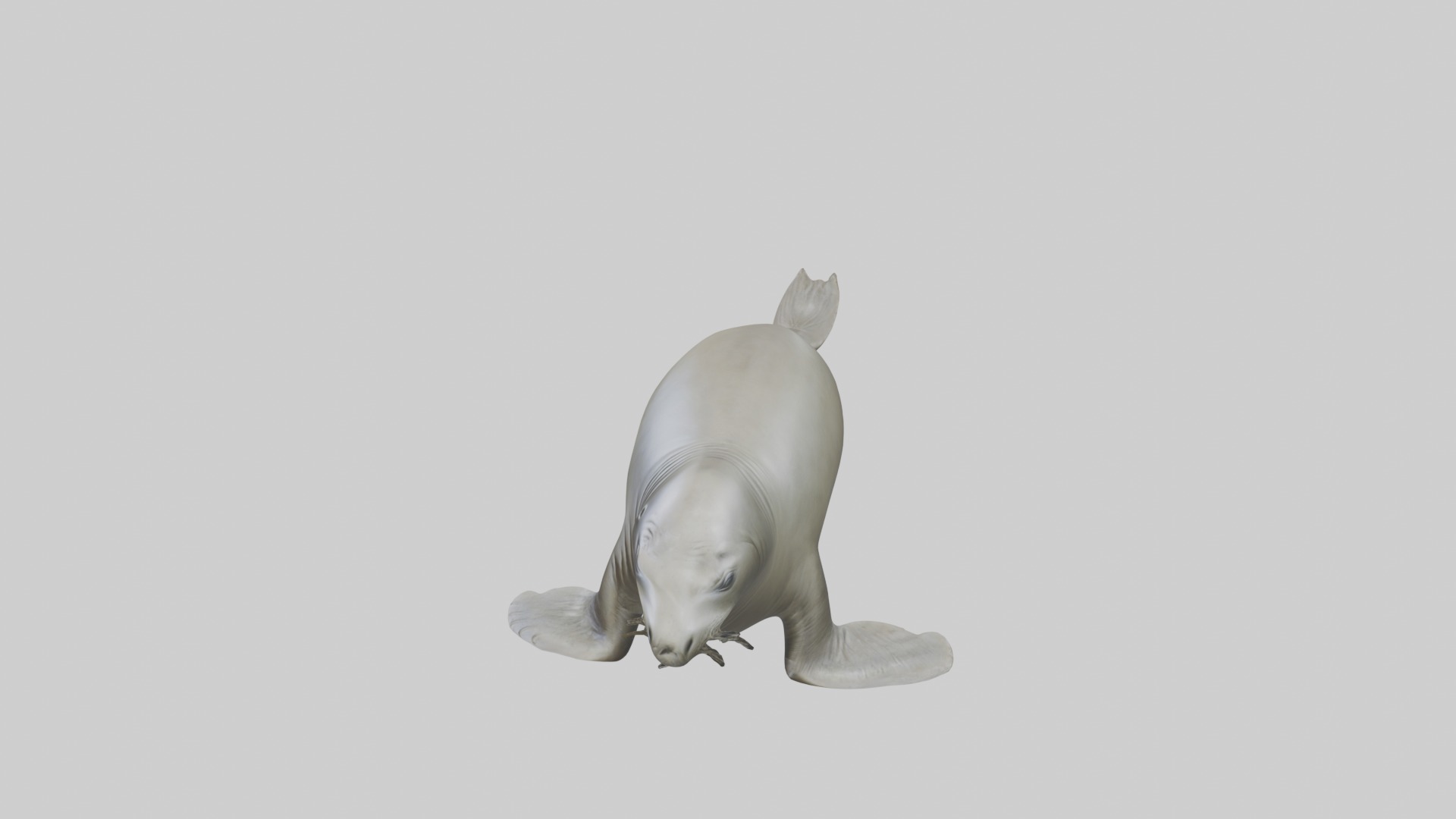 Lying Elephant Seal M 1 Low-poly 3D model_11