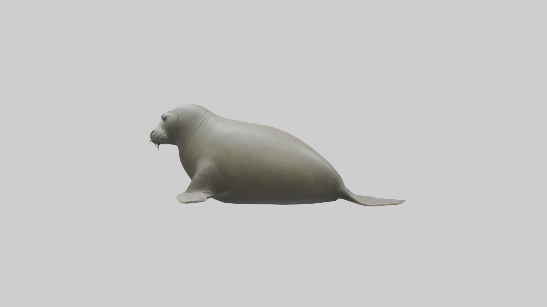 Lying Elephant Seal M 1 Low-poly 3D model_1