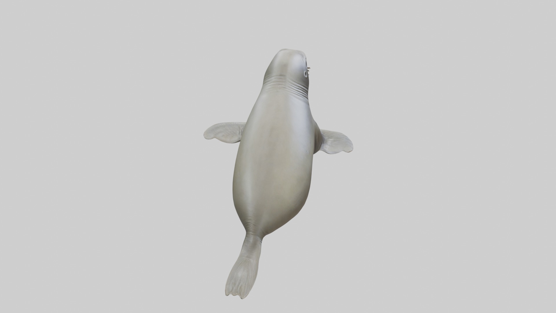 Lying Elephant Seal M 1 Low-poly 3D model_12