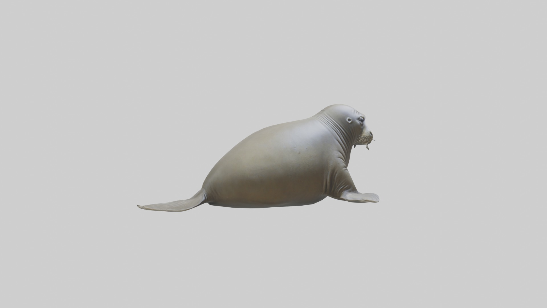 Lying Elephant Seal M 1 Low-poly 3D model_5