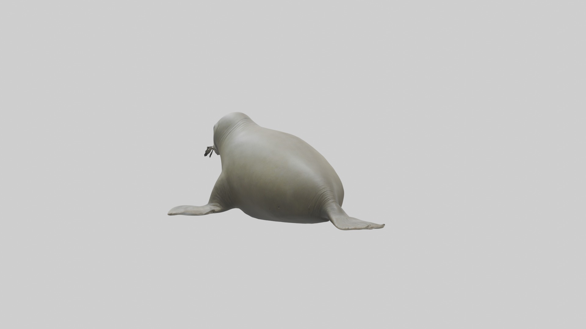 Lying Elephant Seal M 1 Low-poly 3D model_3
