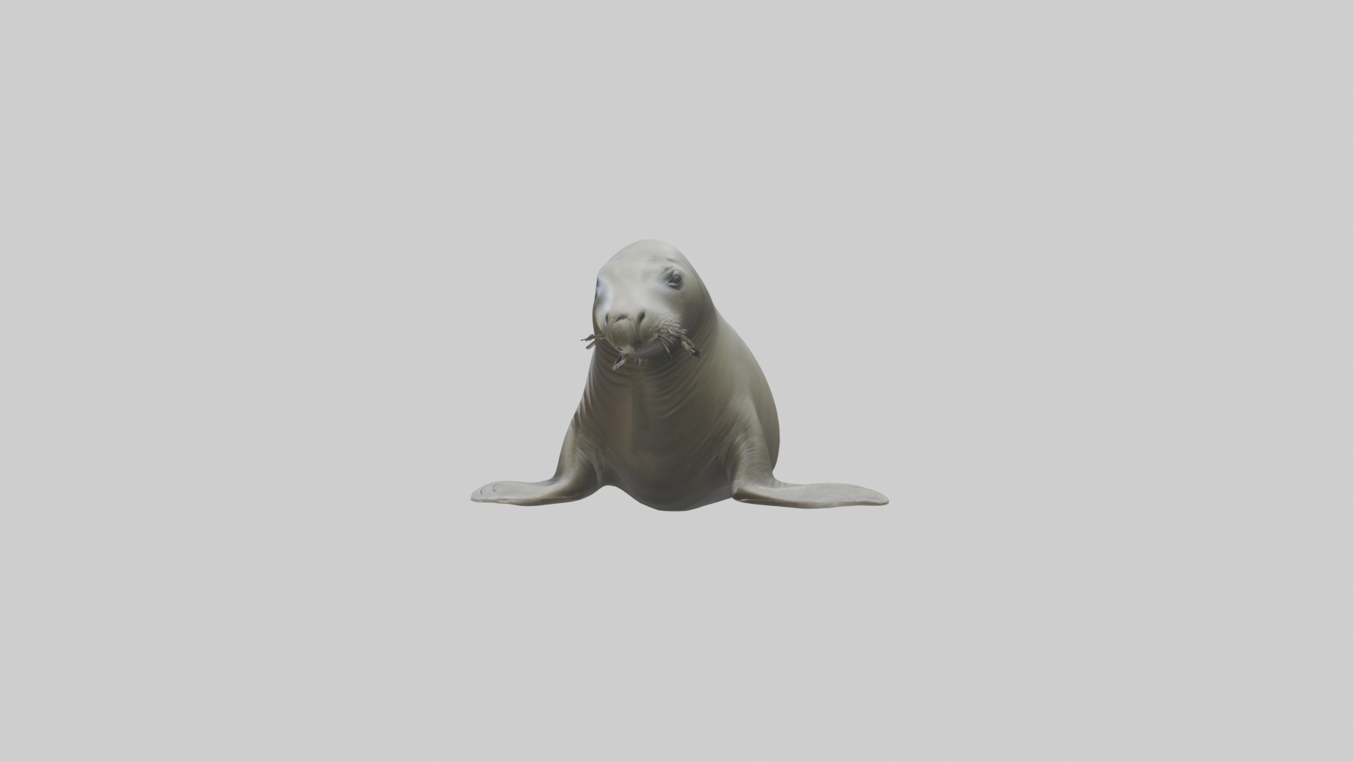 Lying Elephant Seal M 1 Low-poly 3D model_6