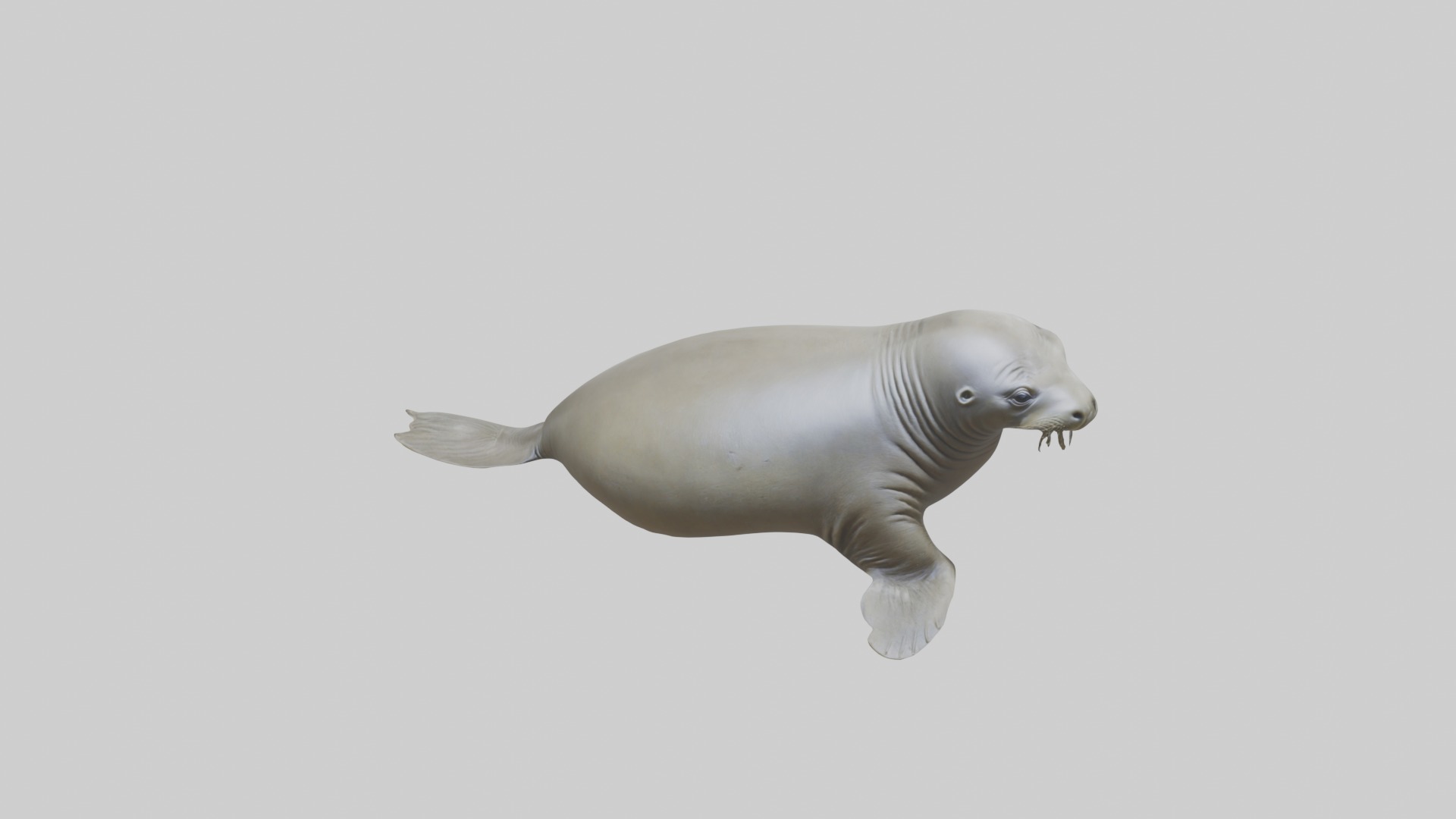 Lying Elephant Seal M 1 Low-poly 3D model_10