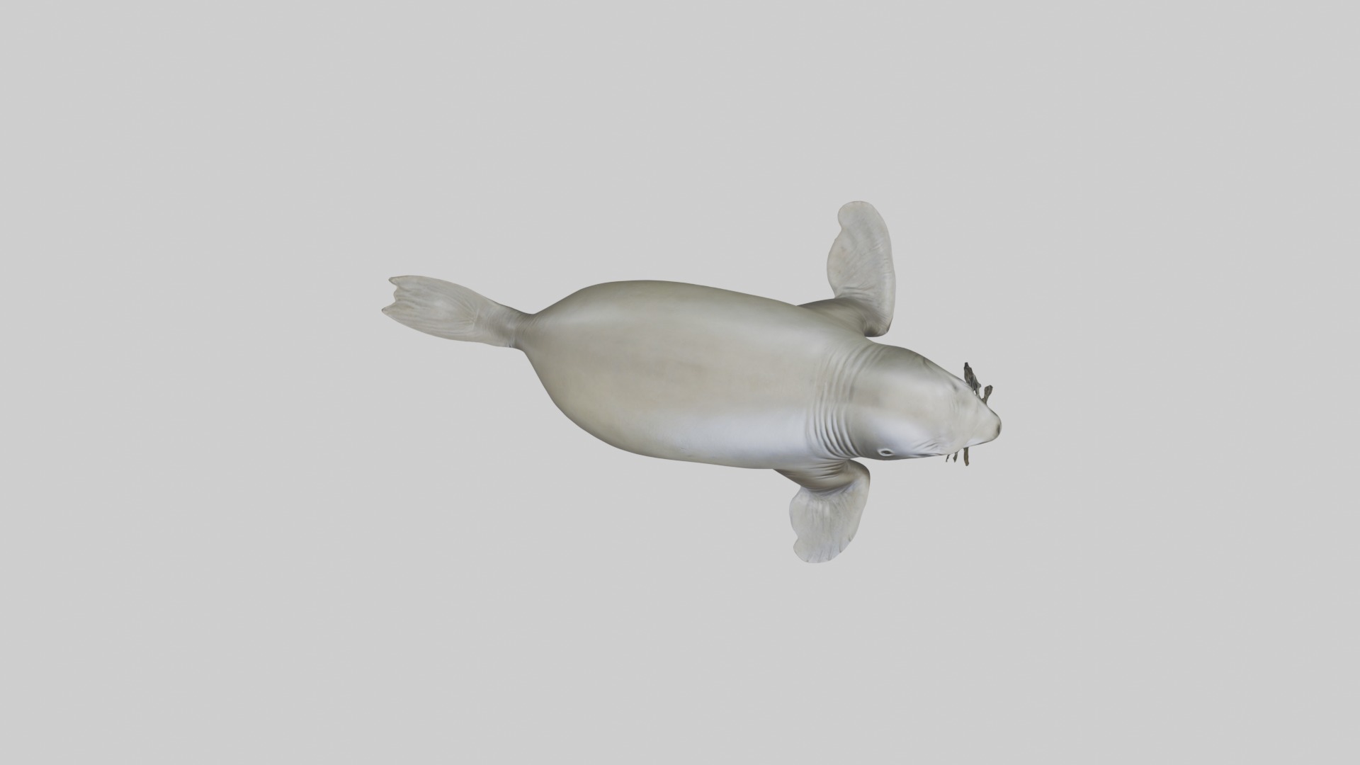 Lying Elephant Seal M 1 Low-poly 3D model_8