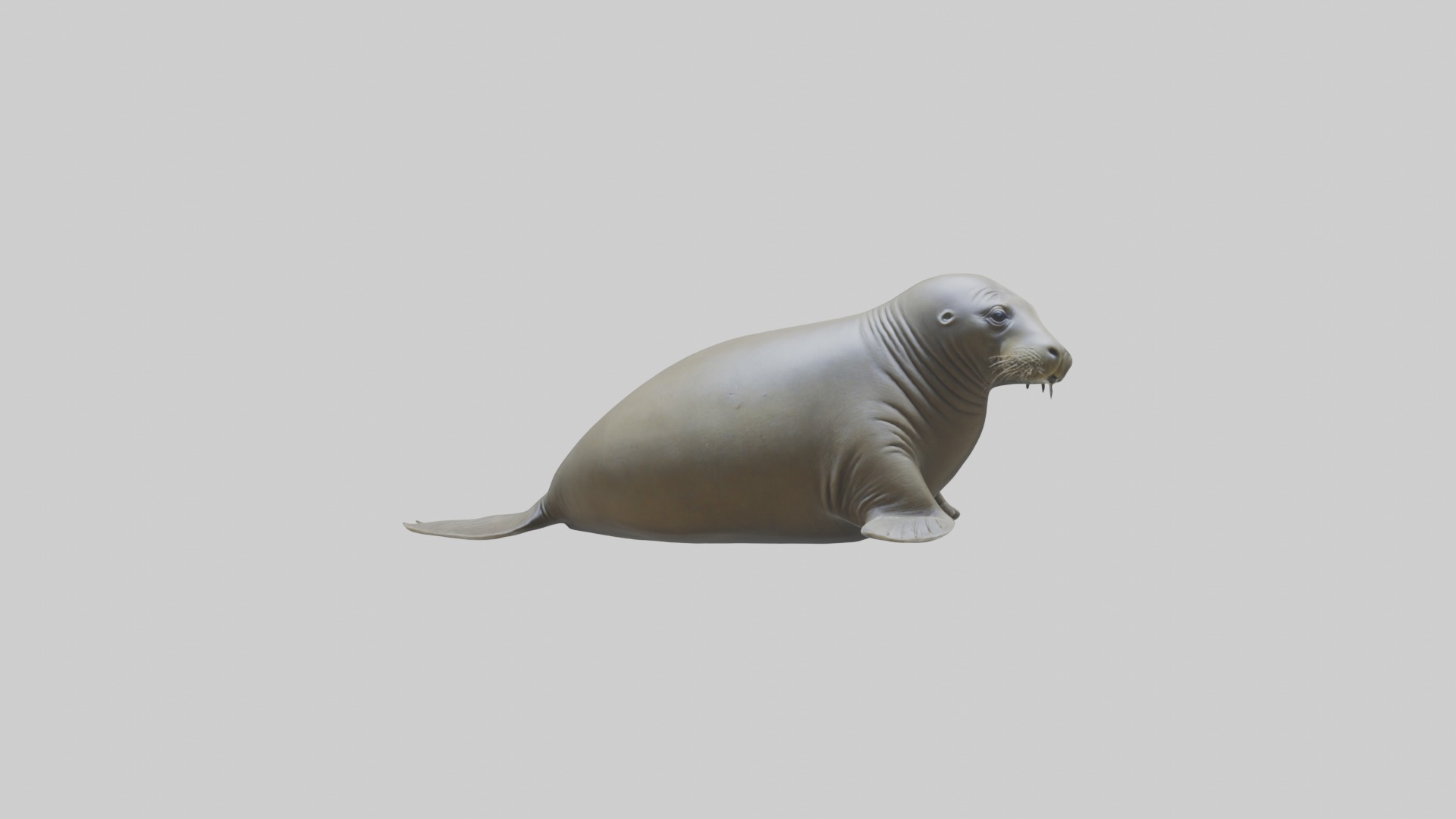 Lying Elephant Seal M 1 Low-poly 3D model_4