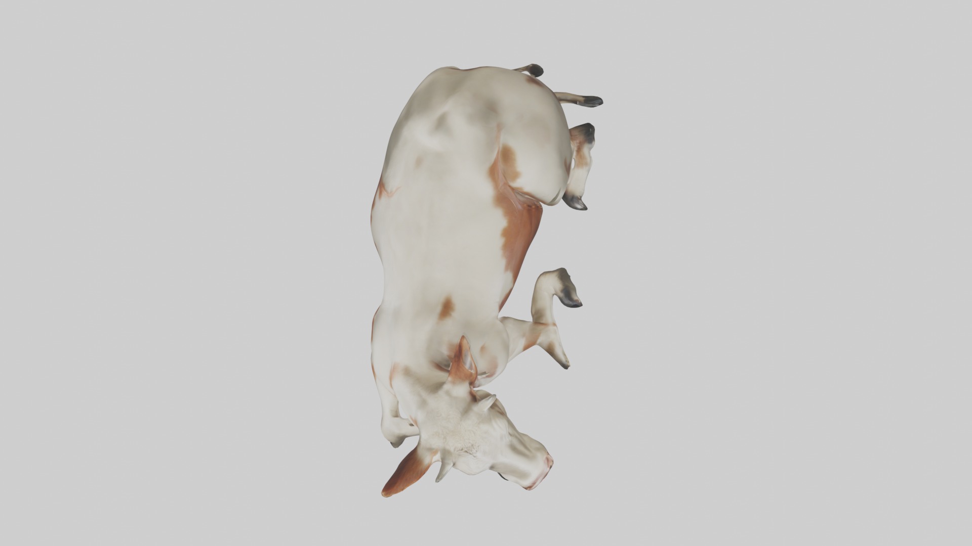Lying Cow Model 1 Low-poly 3D model_8
