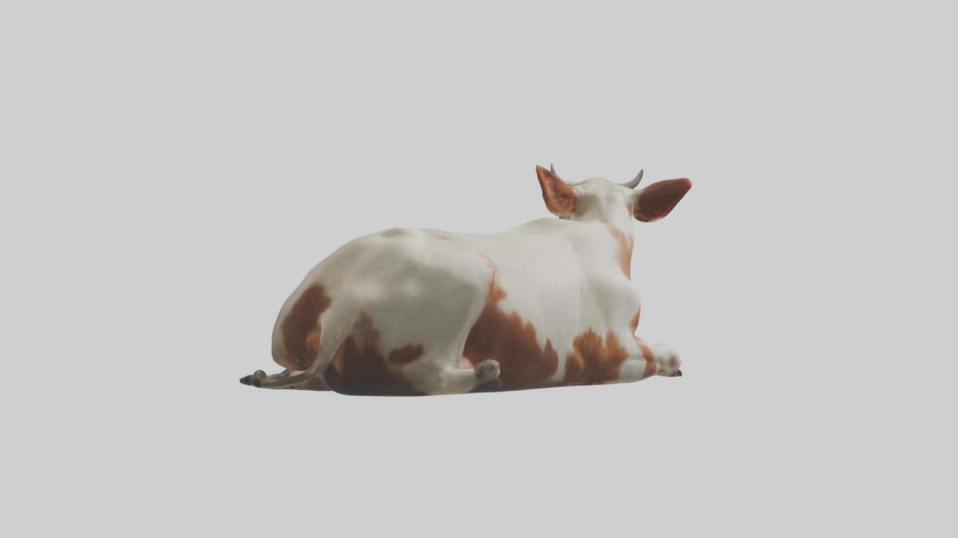Lying Cow Model 1 Low-poly 3D model_2