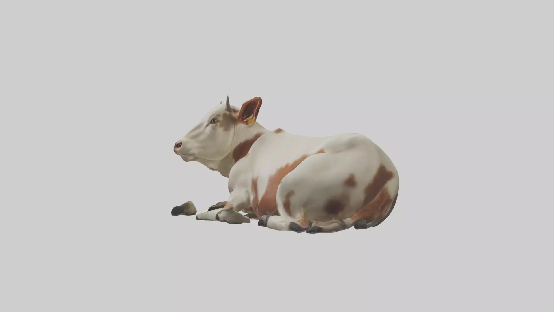 Lying Cow Model 1 Low-poly 3D model_0