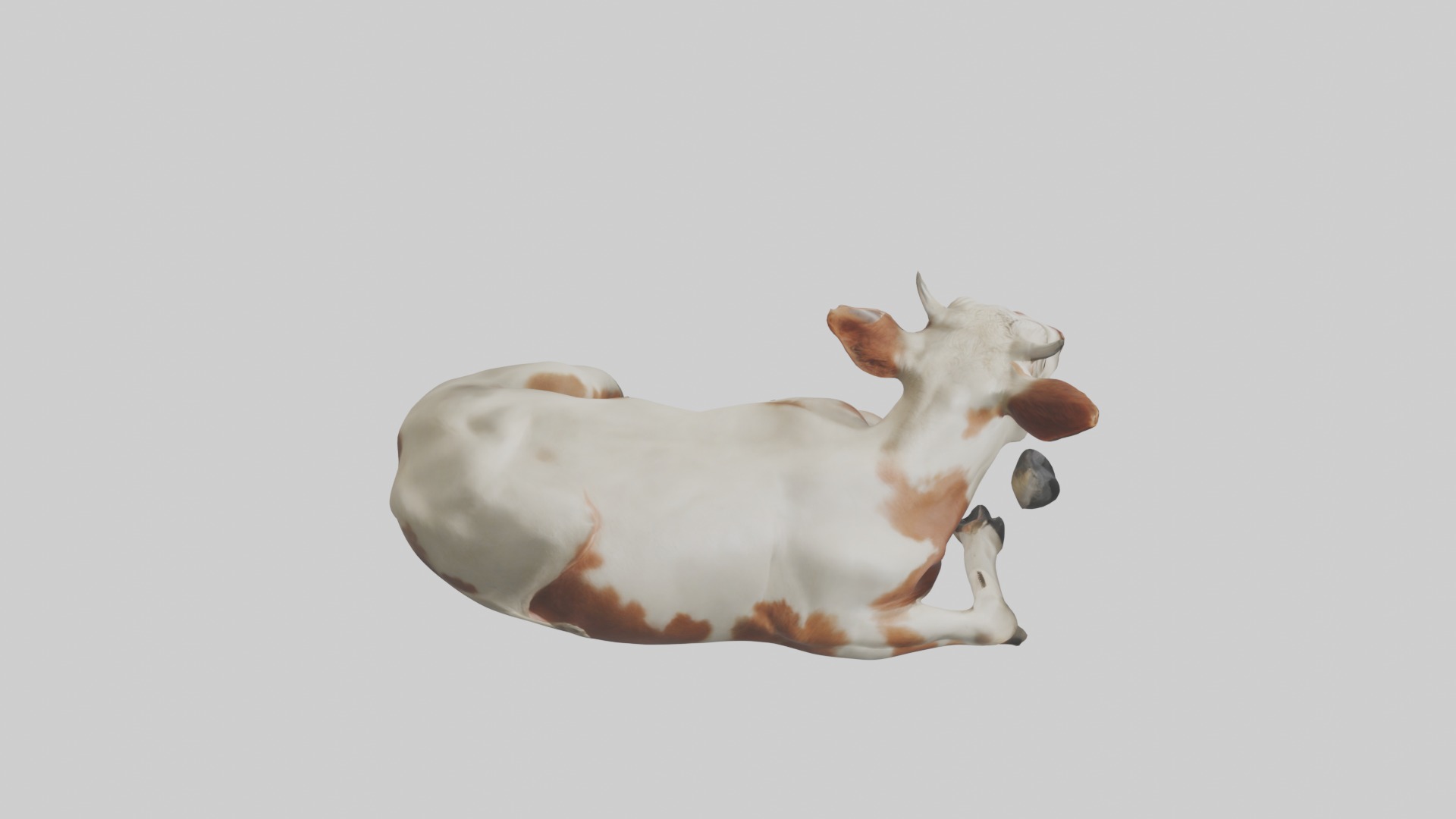 Lying Cow Model 1 Low-poly 3D model_12