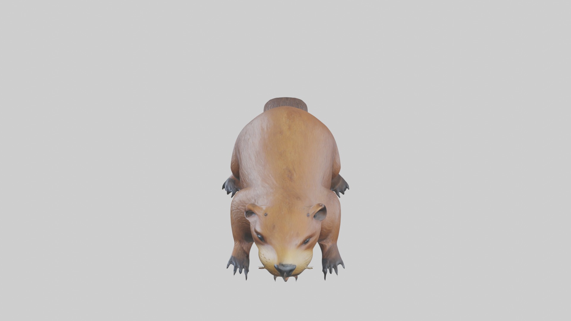 Lying Beaver Model 1 Low-poly 3D model_11
