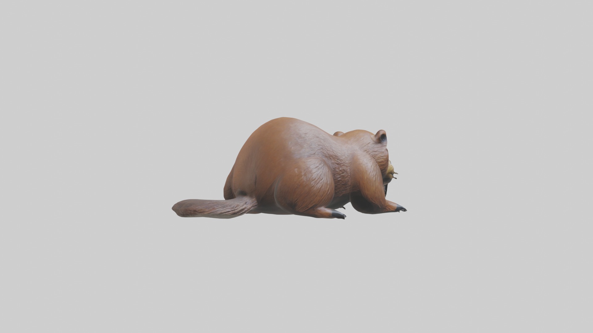 Lying Beaver Model 1 Low-poly 3D model_5