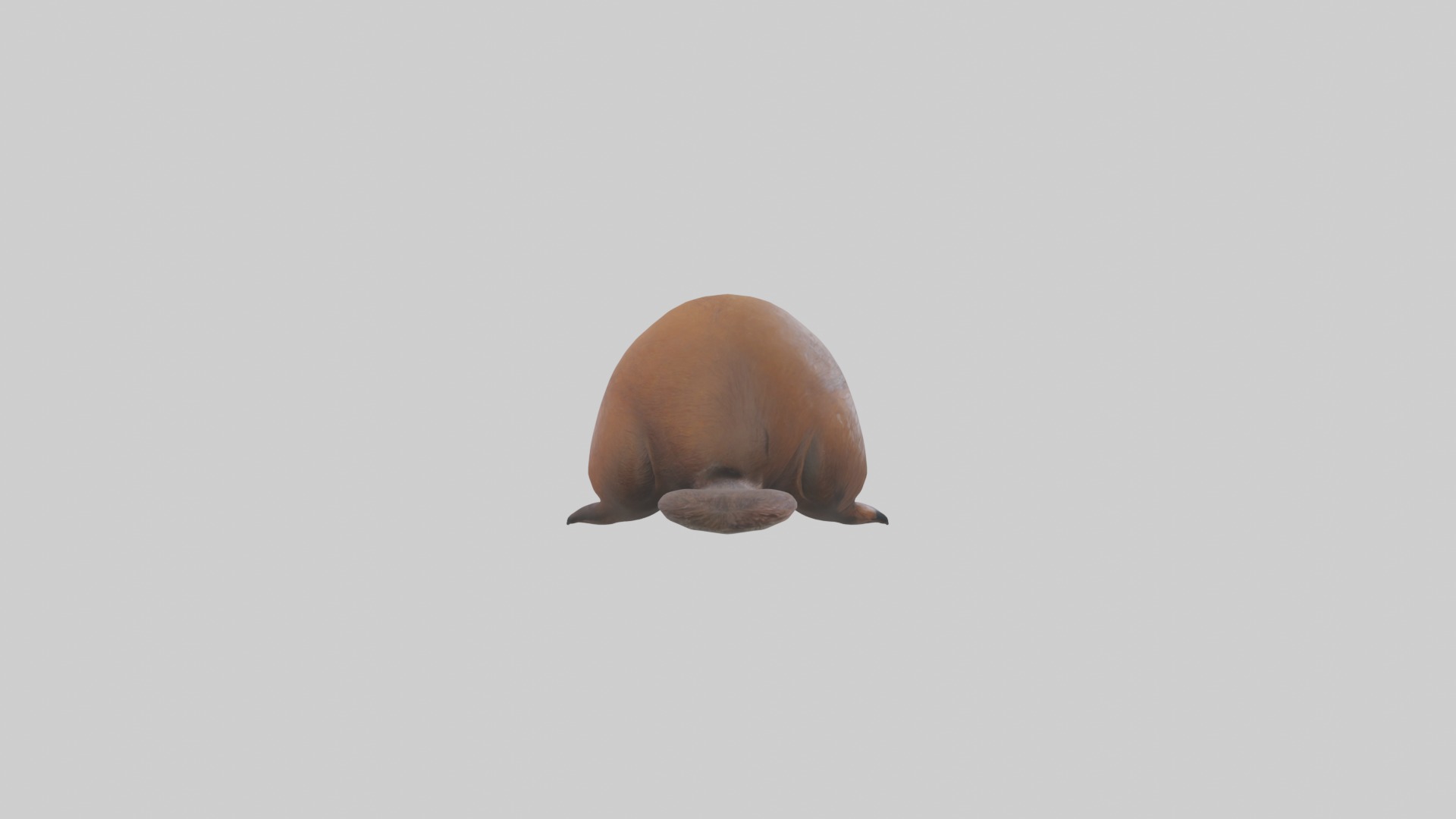 Lying Beaver Model 1 Low-poly 3D model_7