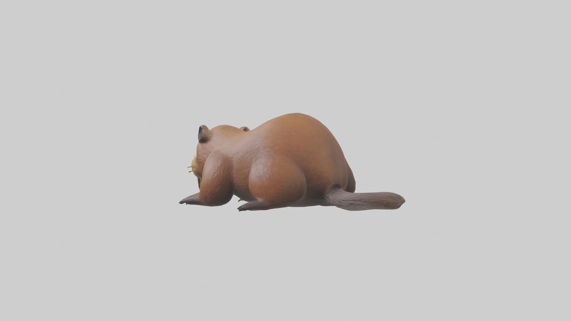 Lying Beaver Model 1 Low-poly 3D model_2