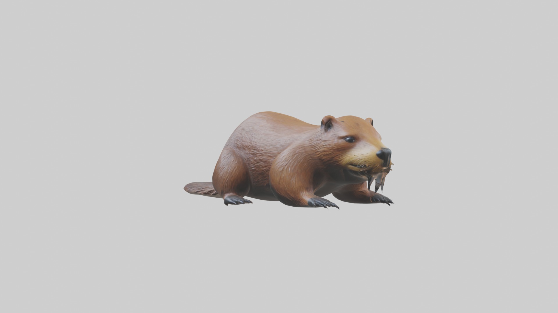 Lying Beaver Model 1 Low-poly 3D model_4