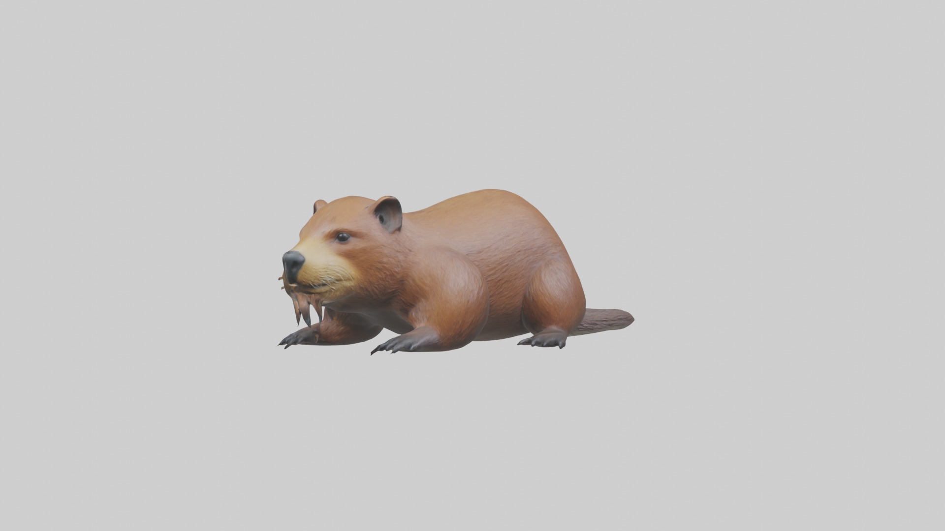 Lying Beaver Model 1 Low-poly 3D model_1