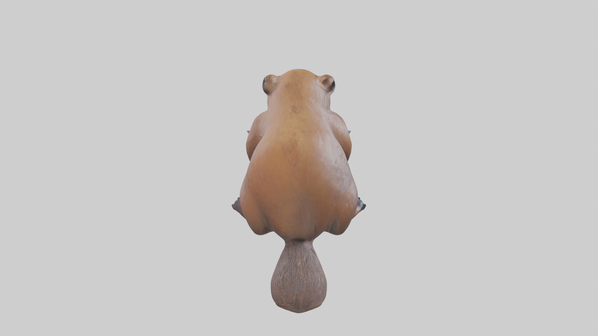 Lying Beaver Model 1 Low-poly 3D model_12