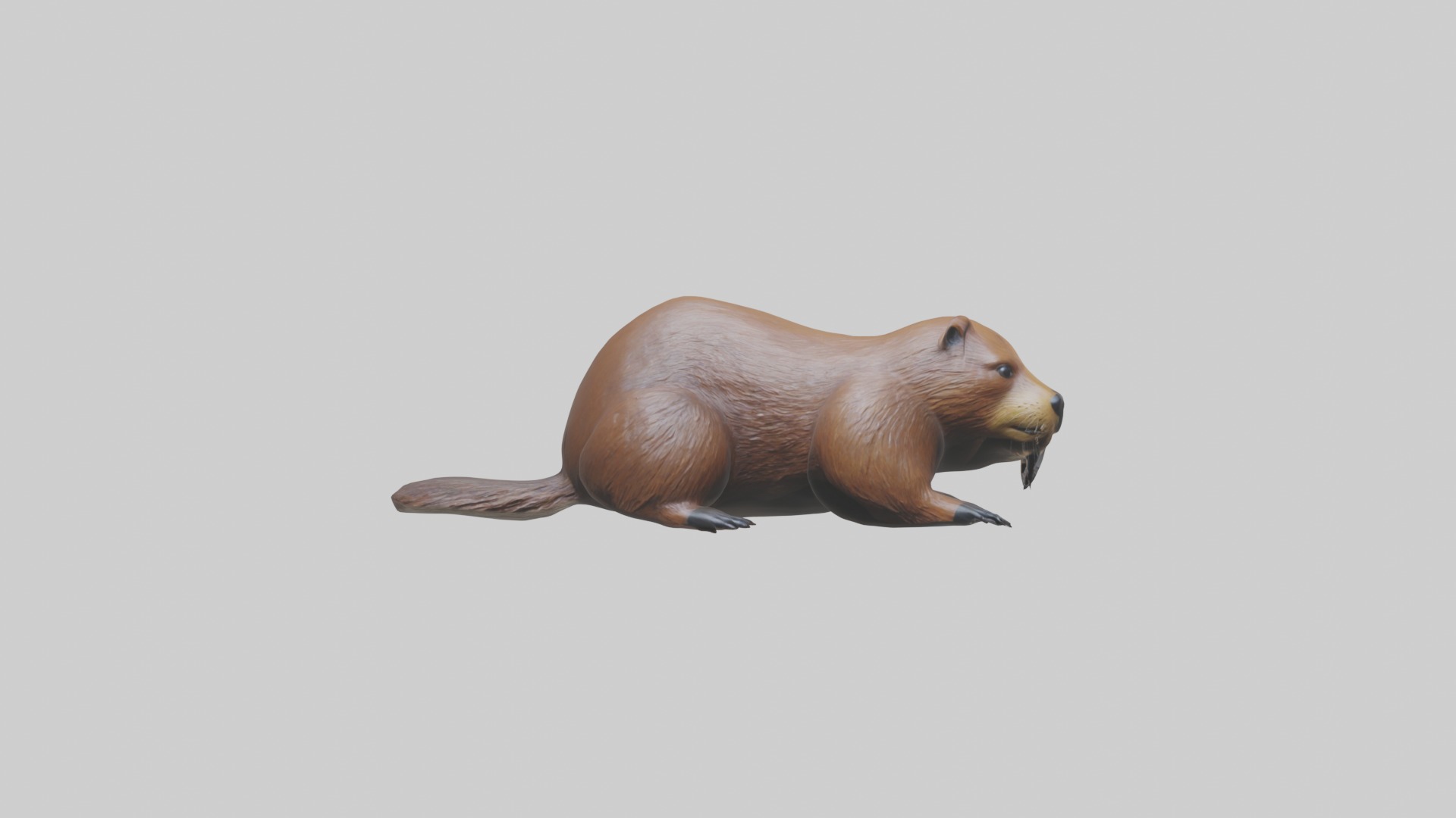 Lying Beaver Model 1 Low-poly 3D model_3