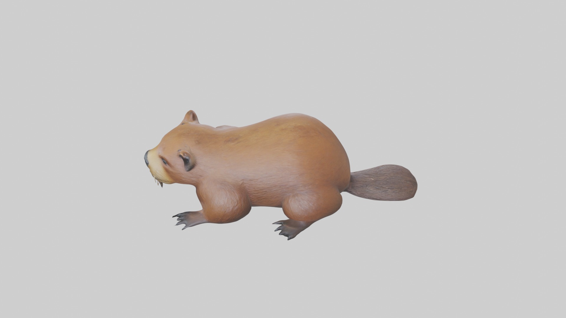 Lying Beaver Model 1 Low-poly 3D model_9