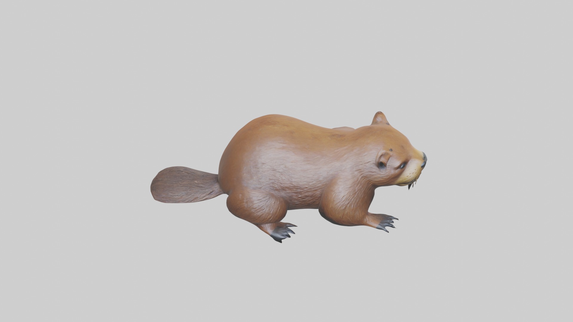 Lying Beaver Model 1 Low-poly 3D model_10